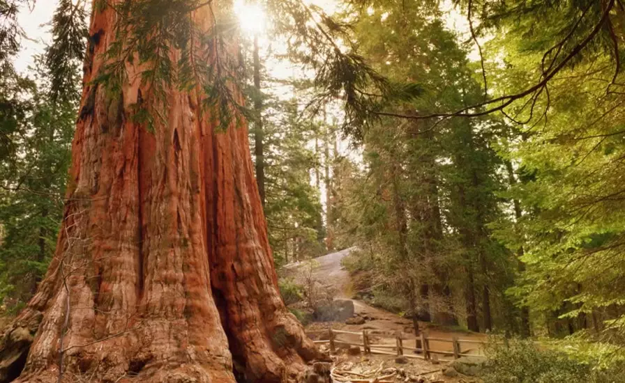 sequoia national park weather by month