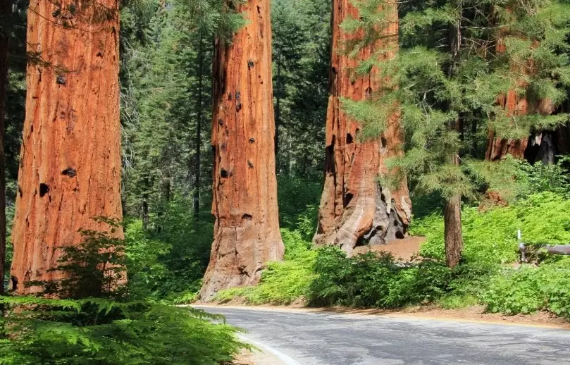 sequoia crowds