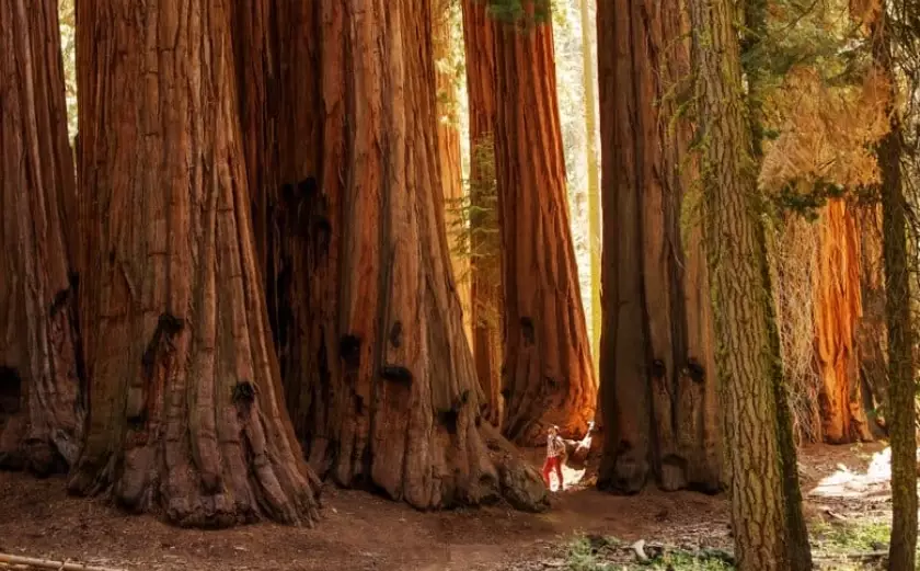 best time to visit sequoia national park