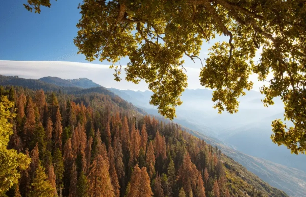 best time to visit Sequoia best time to visit Sequoia