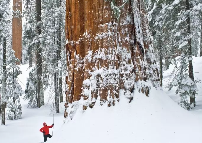 Sequoia climate Sequoia climate