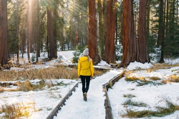 winter in Sequoia