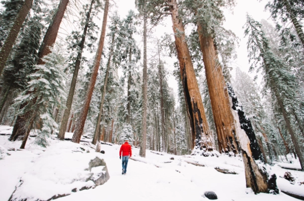 winter in Sequoia