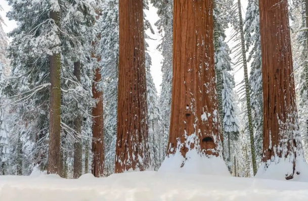 Sequoia winter activities