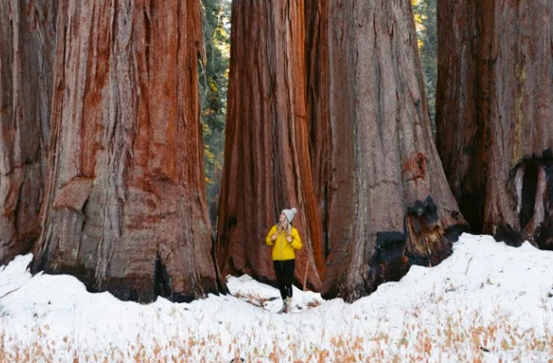 Sequoia winter activities