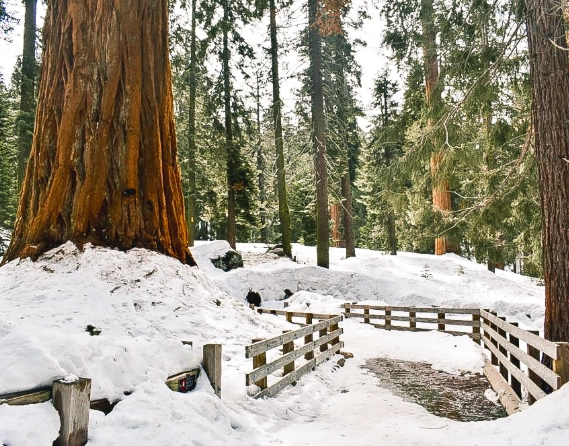 Sequoia winter activities