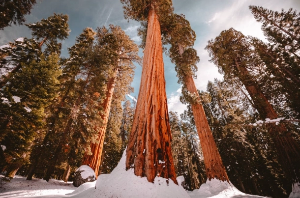winter in Sequoia