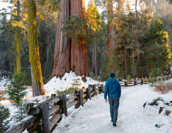 Sequoia National Park winter