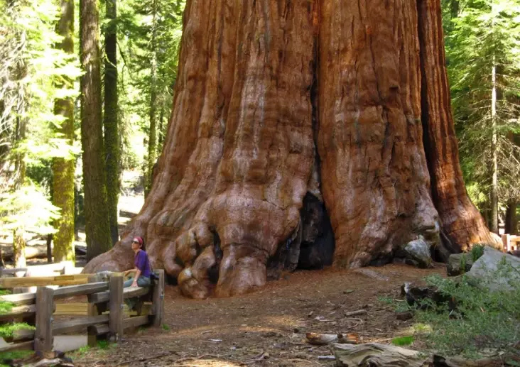 Do I need a reservation to visit Sequoia National Park?