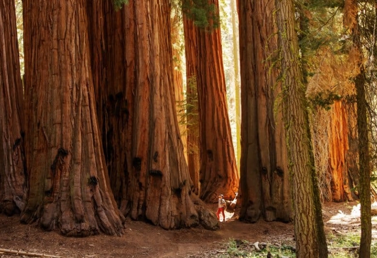 Sequoia National Park reservation Sequoia National Park reservation