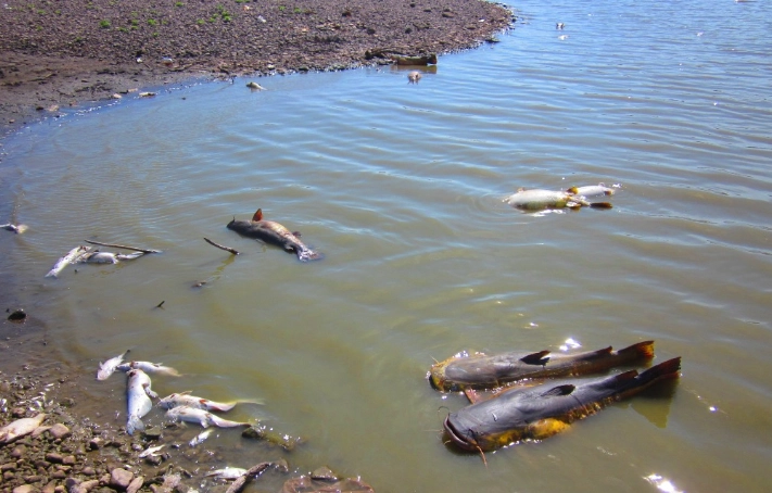 San Carlos Lake fishing report