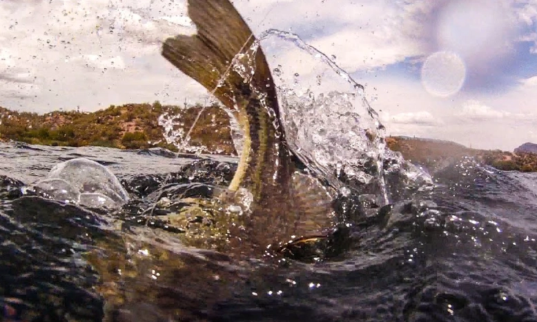 Arizona bass fishing
