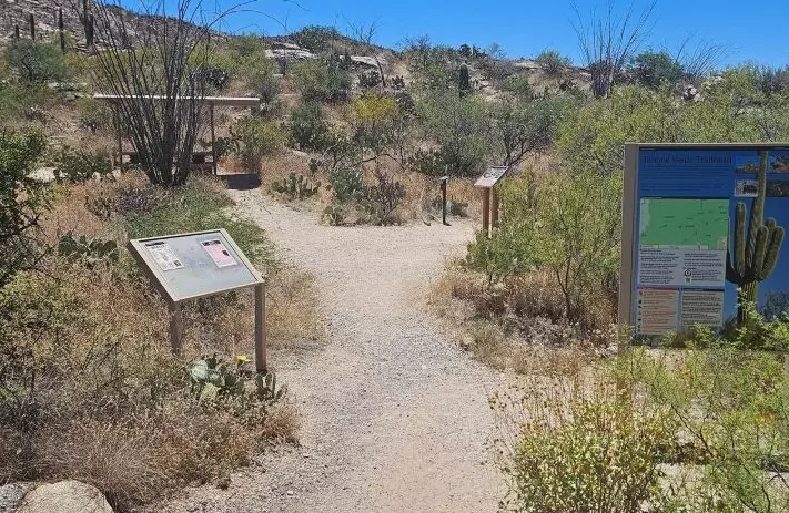 Saguaro National Park hiking