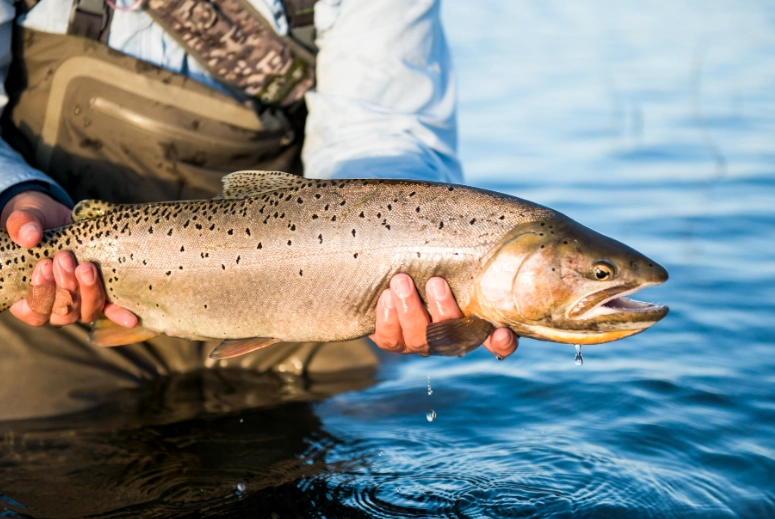 bear lake utah fishing report