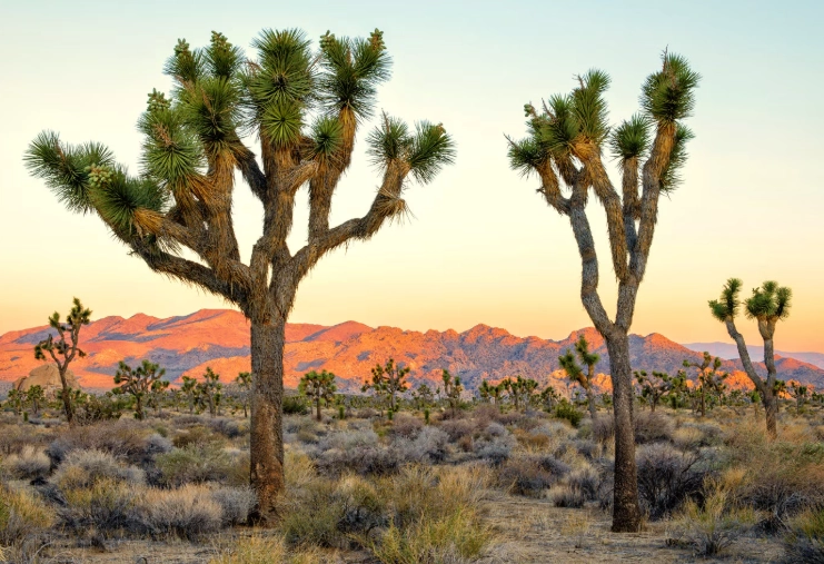 best hikes Joshua Tree
