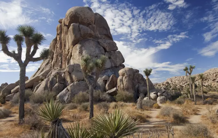 Joshua Tree photography