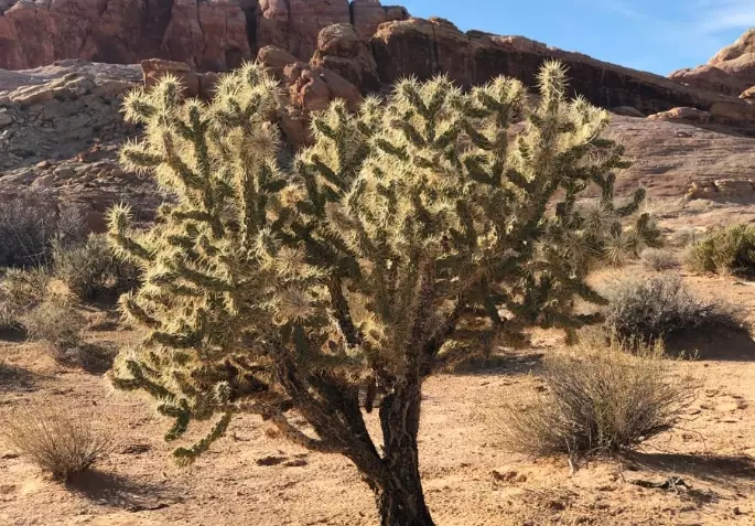 Arizona cactus types