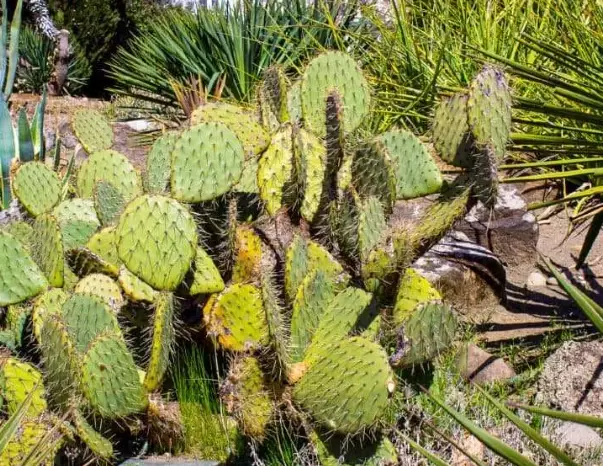 Sonoran Desert cacti