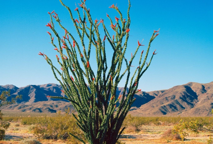 Arizona cactus types