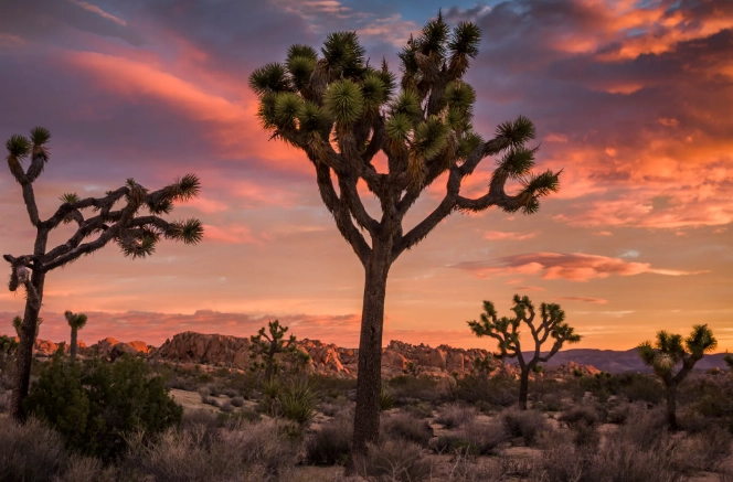 Joshua Tree National Park camping