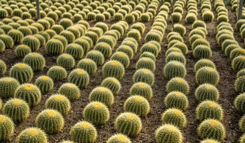 types of cactus in Arizona