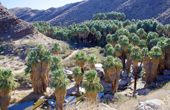 Palm Canyon hike