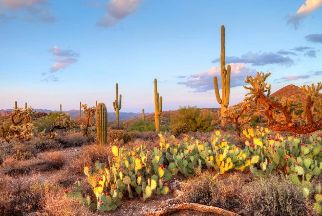 Tonto National Forest Tonto National Forest