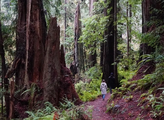 easy redwood trails