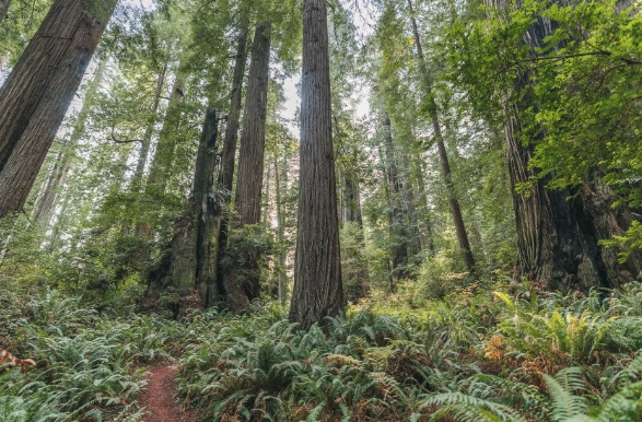 redwood national park hikes