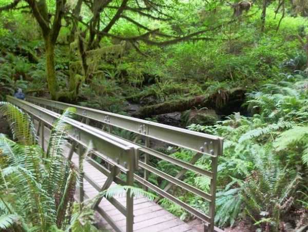 redwood national park hikes