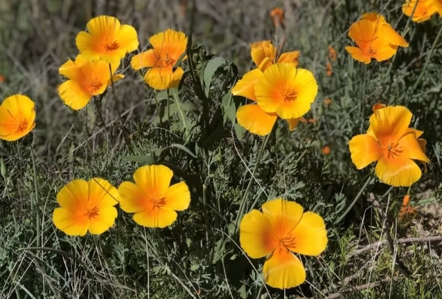 arizona wildflower season