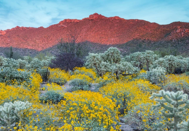 best places to see wildflowers in arizona