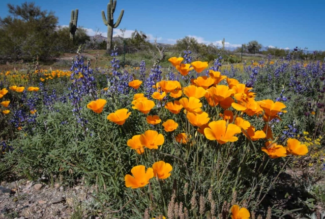 arizona desert flowers