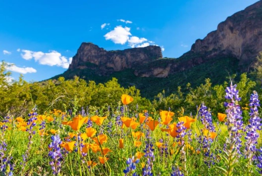 best places to see wildflowers in arizona