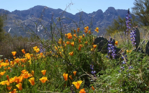 arizona wildflower season