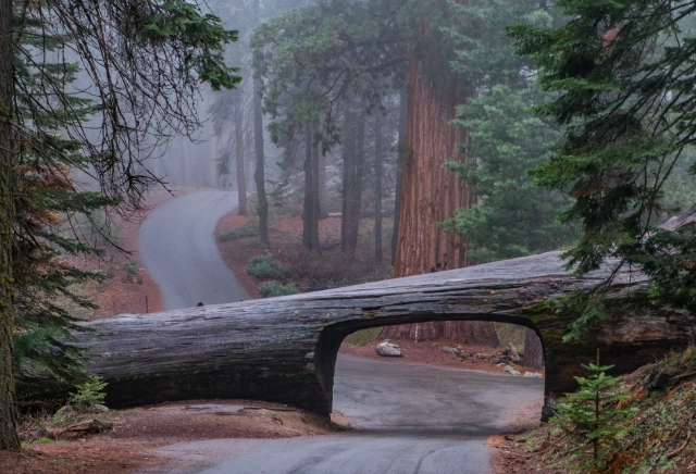 Sequoia hiking trails Sequoia hiking trails