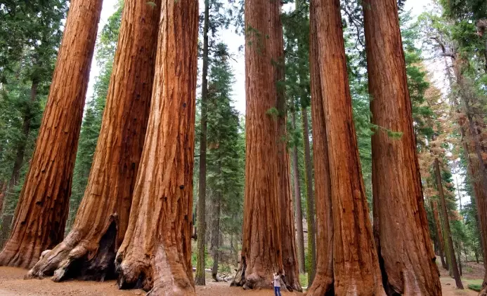 Kings Canyon and Sequoia Kings Canyon and Sequoia