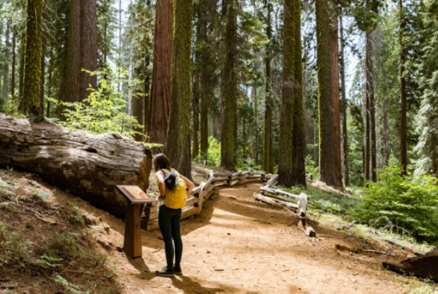 Tuolumne Grove trail