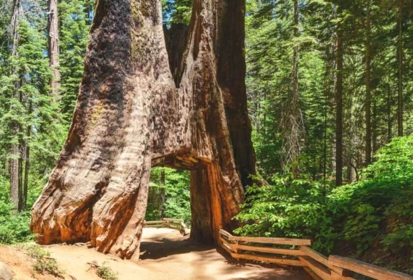 Tuolumne Grove trail