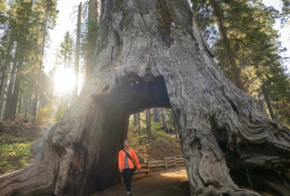 Tuolumne Grove giant sequoias