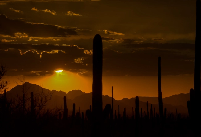 saguaro cactus forest