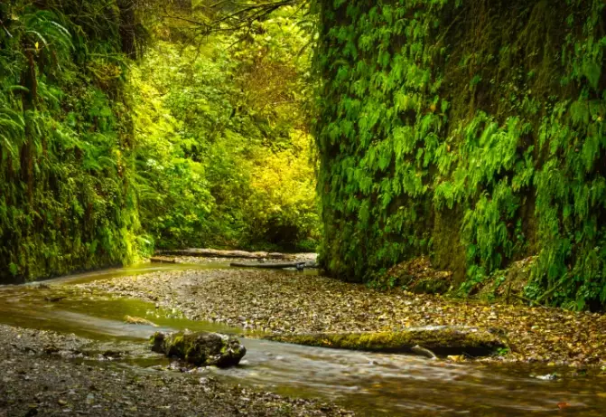 fern canyon california