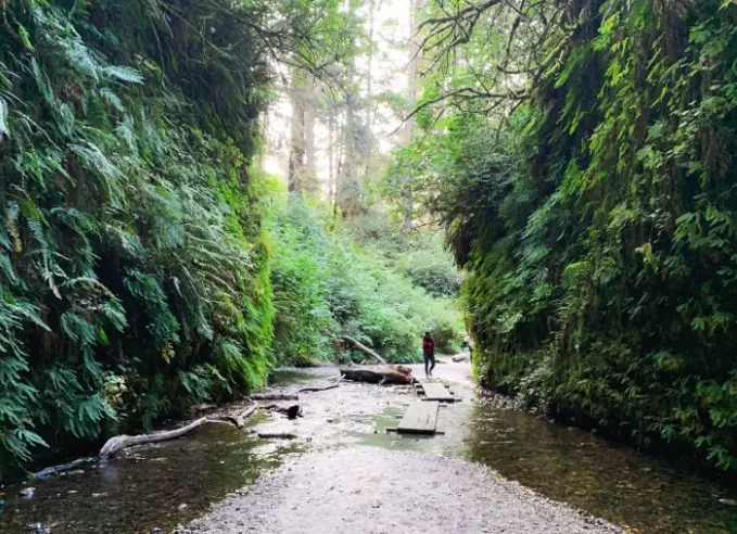 fern canyon redwood national park