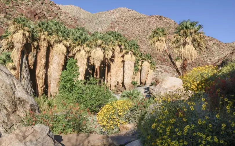 things to do in Anza-Borrego