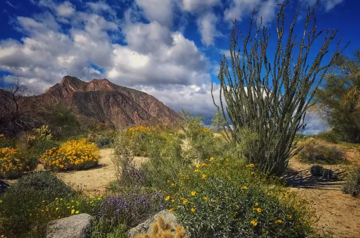 Anza-Borrego camping