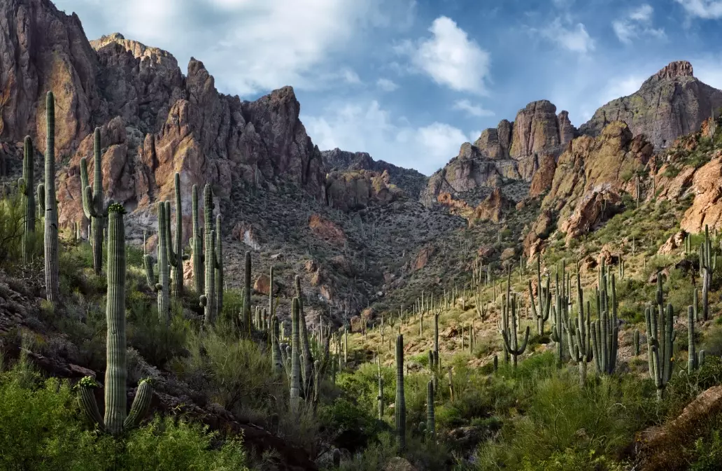 tonto national forest