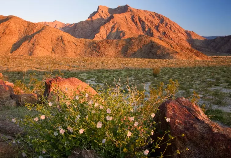 Anza-Borrego wildflowers