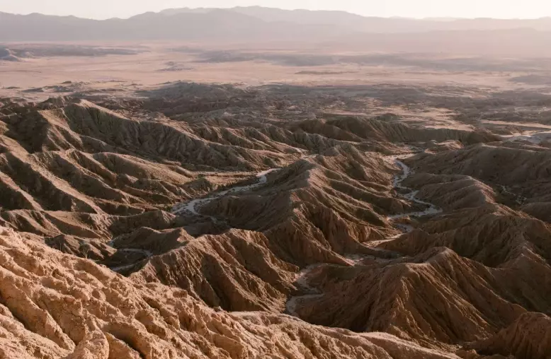 Anza-Borrego wildflowers