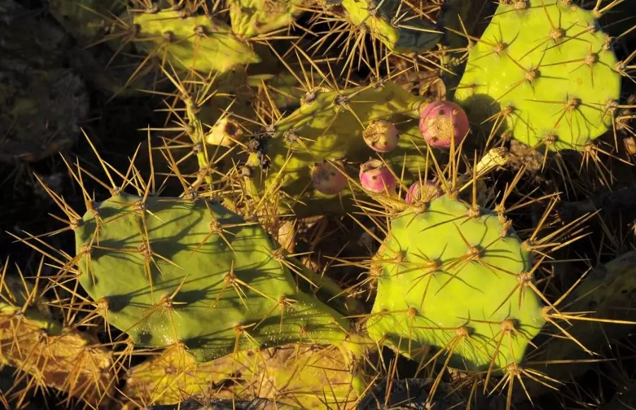 Texas cactus gardens