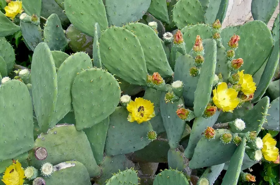 Chihuahuan Desert plants